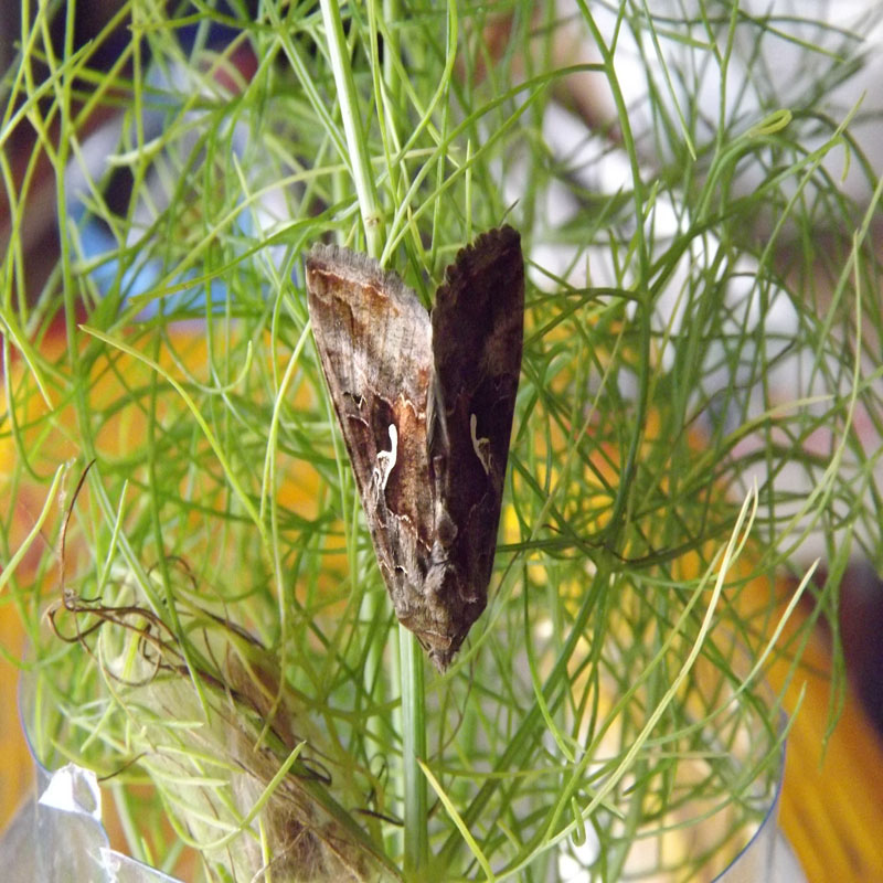A proposito di Autographa gamma